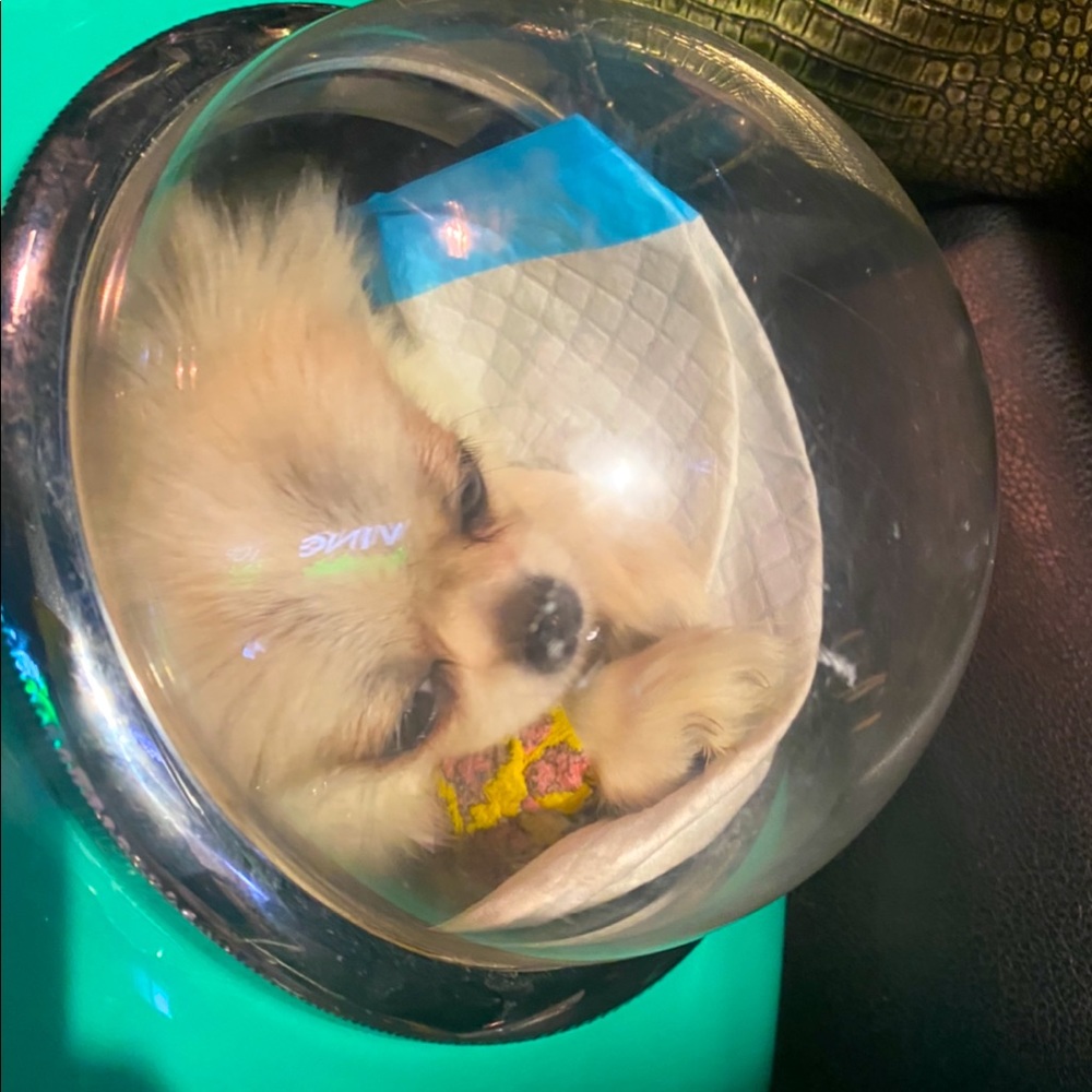 Pea Pod pet carrier